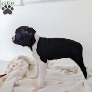 Willow, Boston Terrier Puppy